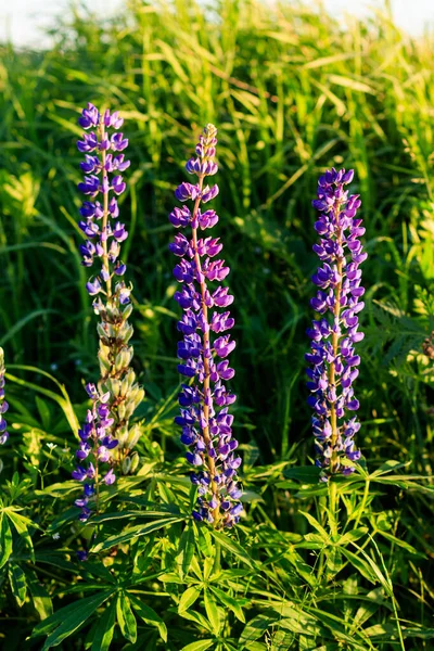 Blühende lila Lupinen in der Sommersaison. — Stockfoto