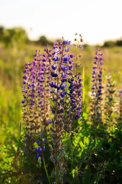 Lupin pourpre en floraison en été . — Photo