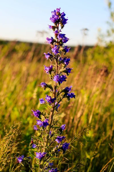 Bloeiende wilde bloemen in de zomer. — Stockfoto