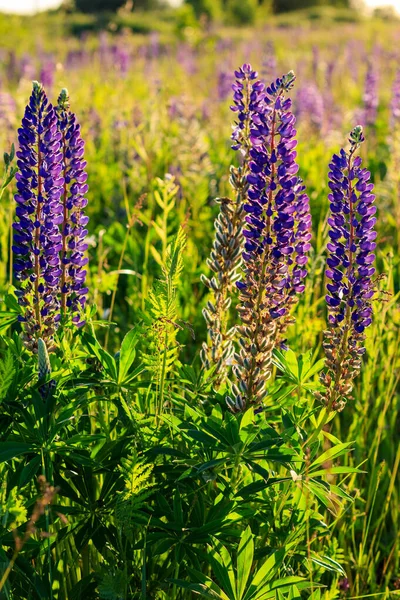 Bloeiende paarse lupine in het zomerseizoen. — Stockfoto