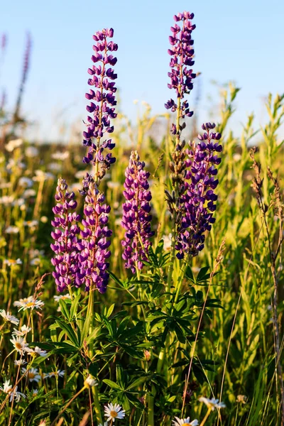 Blühende lila Lupinen in der Sommersaison. — Stockfoto