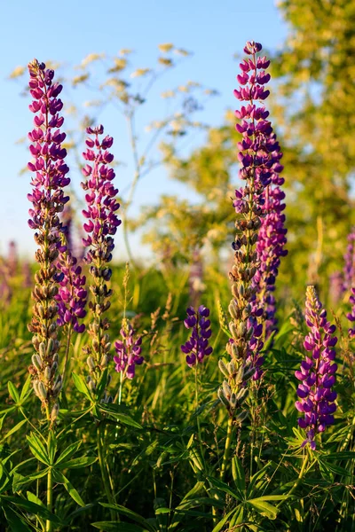 Fioritura lupino viola nella stagione estiva . — Foto Stock