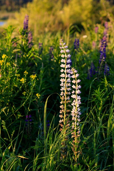 Lupin blanc en fleurs en été . — Photo