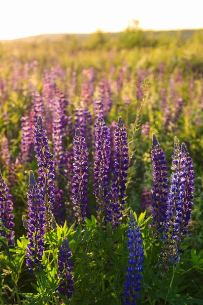 Lupin pourpre en floraison en été . — Photo