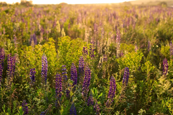 Floração tremoço roxo na temporada de verão . — Fotografia de Stock