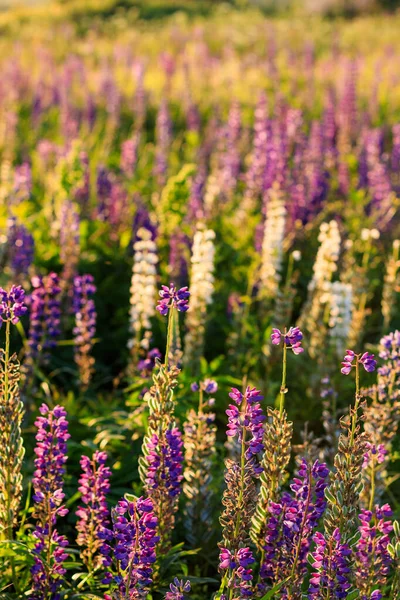 Fioritura lupino viola nella stagione estiva . — Foto Stock