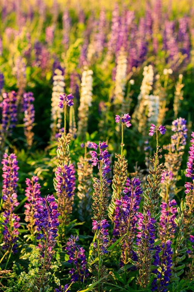 Yaz mevsiminde çiçek açan mor lupin. — Stok fotoğraf