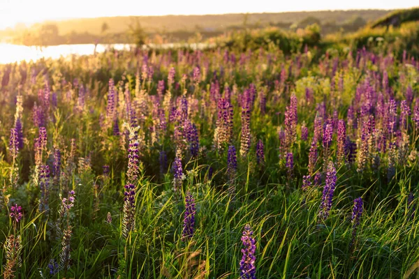 Lupin pourpre en floraison en été . — Photo