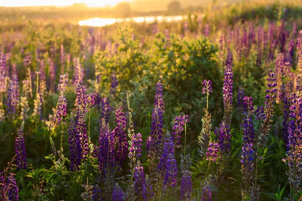 Kvetoucí fialová vlčí borovice v letní sezóně. — Stock fotografie