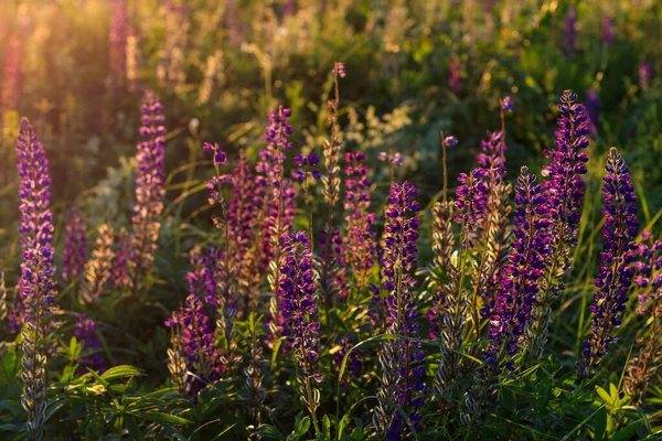 Lupin pourpre en floraison en été . — Photo