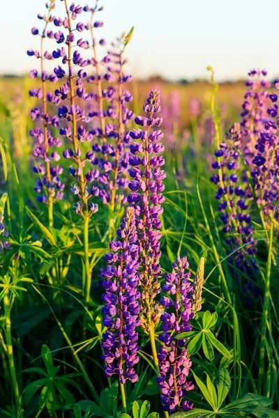 Lupin pourpre en floraison en été . — Photo