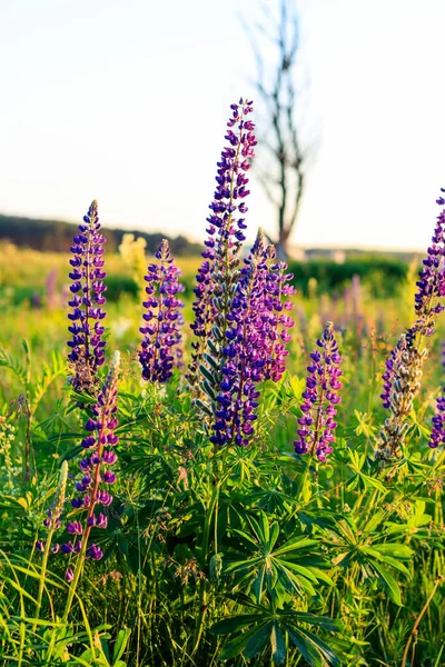 Lupin pourpre en floraison en été . — Photo