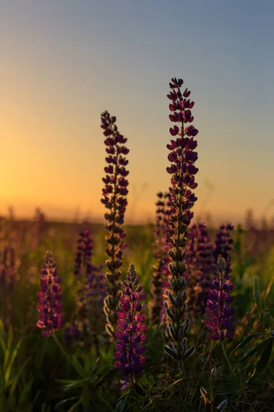 Floração tremoço roxo na temporada de verão . — Fotografia de Stock