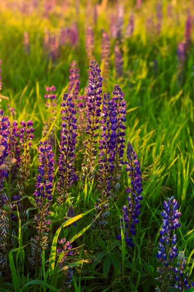 Yaz mevsiminde çiçek açan mor lupin. — Stok fotoğraf