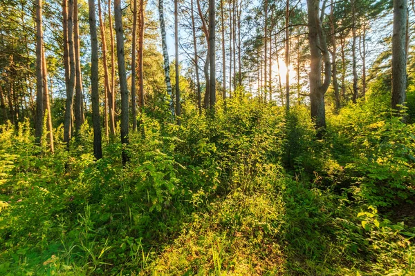 Cena de belo pôr do sol no pinhal de verão com árvores e g — Fotografia de Stock