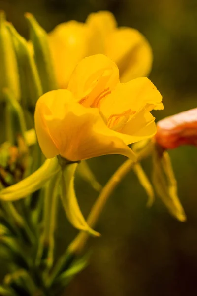 Дикие цветы в солнечный день на лугу — стоковое фото