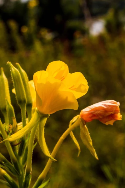 Vilda blommor på solig dag på äng — Stockfoto