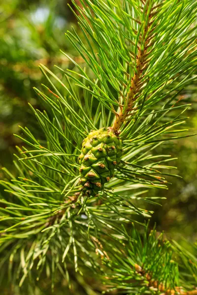 Conos verdes de pino jóvenes en el bosque — Foto de Stock