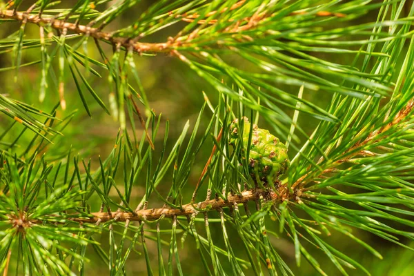 Jovens pinheiro cones verdes na floresta — Fotografia de Stock