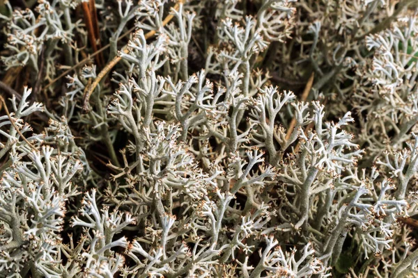 White moss at pine forest at summer — Stock Photo, Image