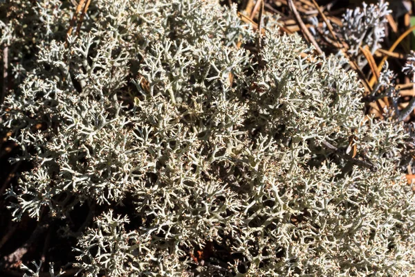 White moss at pine forest at summer — Stock Photo, Image