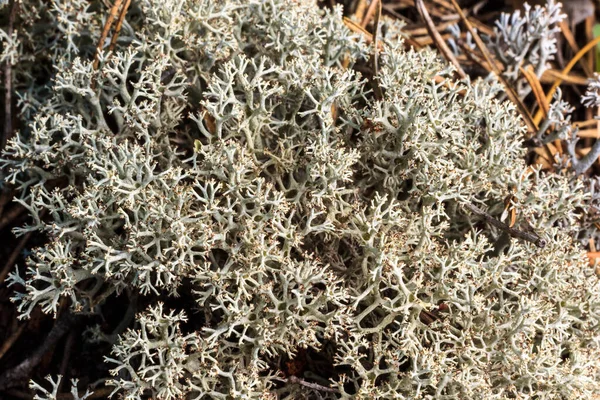 White moss at pine forest at summer — Stock Photo, Image