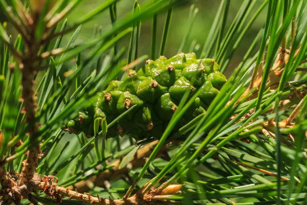 Unga tallgröna kottar i skogen — Stockfoto