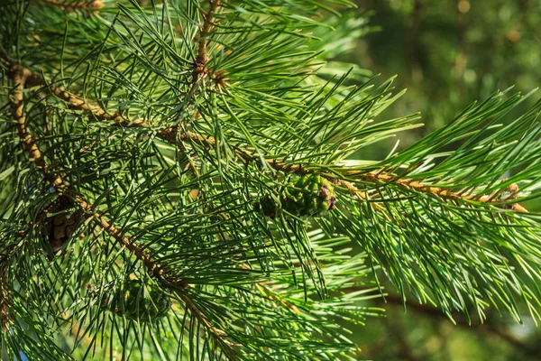 Conos verdes de pino jóvenes en el bosque — Foto de Stock