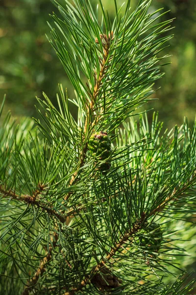 Conos verdes de pino jóvenes en el bosque — Foto de Stock