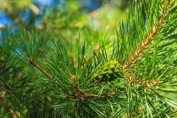Jovens pinheiro cones verdes na floresta — Fotografia de Stock