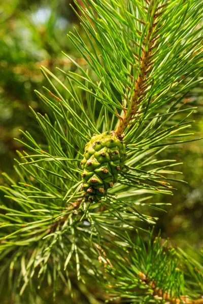 Young pine green cones in the forest Royalty Free Stock Photos