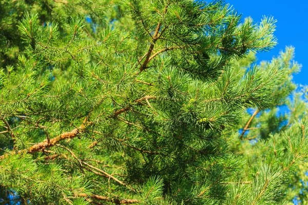 Giovani pigne verdi nel bosco — Foto Stock