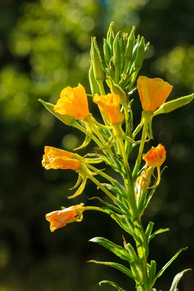 Vadvirágok a napsütéses napon a réten — Stock Fotó