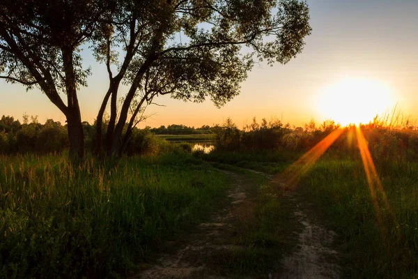 Escena de hermosa puesta de sol en el campo de verano con árboles y hierba — Foto de Stock