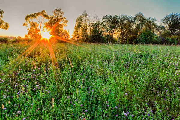 Scène de beau coucher de soleil au champ d'été avec des arbres — Photo