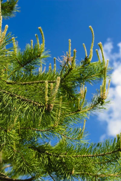 Giovani germogli di pini nella foresta primavera — Foto Stock