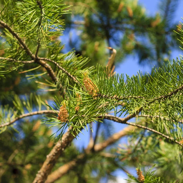 Jóvenes brotes de pinos en el bosque primavera — Foto de Stock