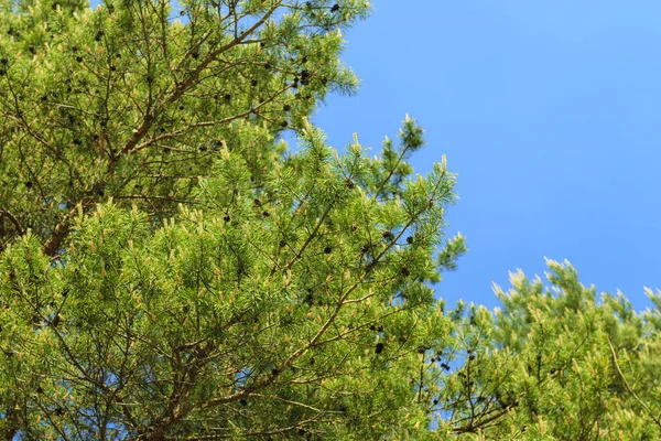 Jóvenes brotes de pinos en el bosque primavera — Foto de Stock