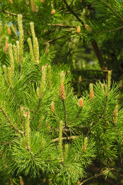 Unga skott av tallar skogen våren — Stockfoto