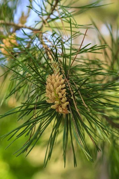 Jóvenes brotes de pinos en el bosque primavera — Foto de Stock