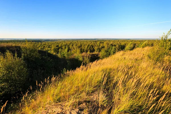 草原、木々や空に緑の草と夏の風景 — ストック写真