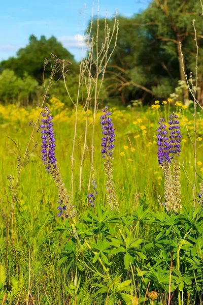 明るい紫のラベンダー色の花を開花 — ストック写真