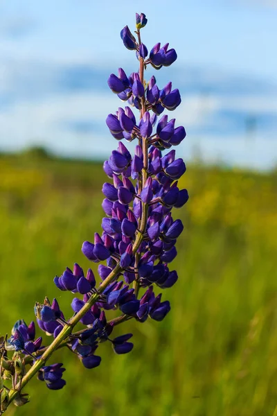 Blühende leuchtend violette Lavendelblüten — Stockfoto