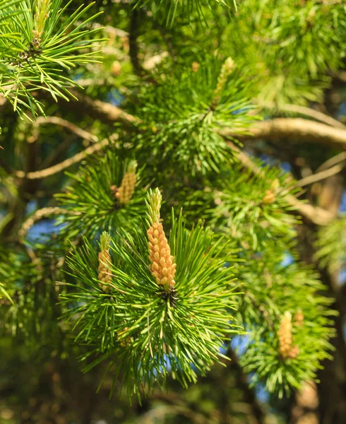 Young shoots of pine trees in the forest spring Stock Photo