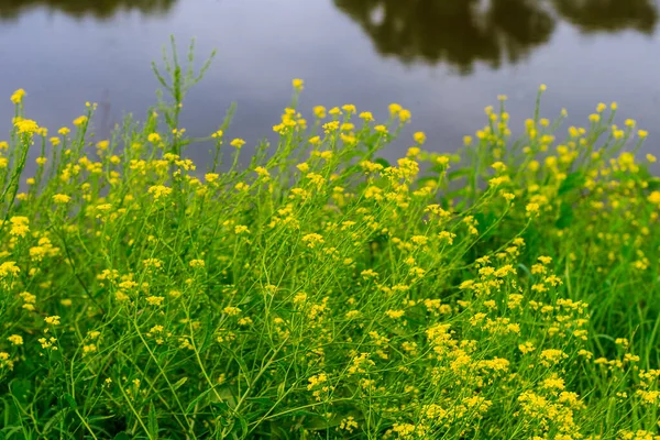 Fleurs sauvages au jour d'été avec fond de rivière — Photo