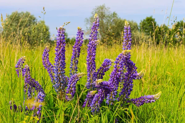 Lupinus, Lupine, Lupinenfeld mit rosa lila und blauen Blüten — Stockfoto