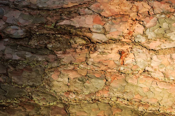Eski çam ağacının kabuğu — Stok fotoğraf