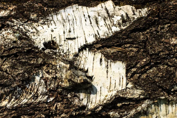 Eski huş ağacının kabuğu. — Stok fotoğraf