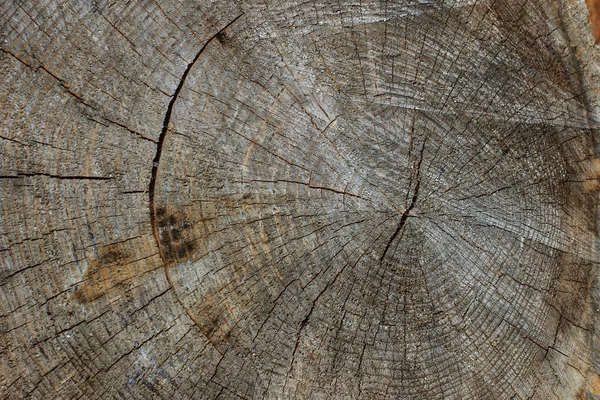 Log de pino — Foto de Stock