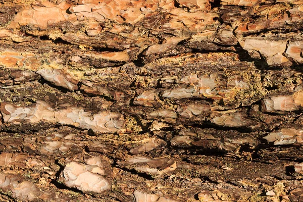 Kůra staré borovicové struktury — Stock fotografie